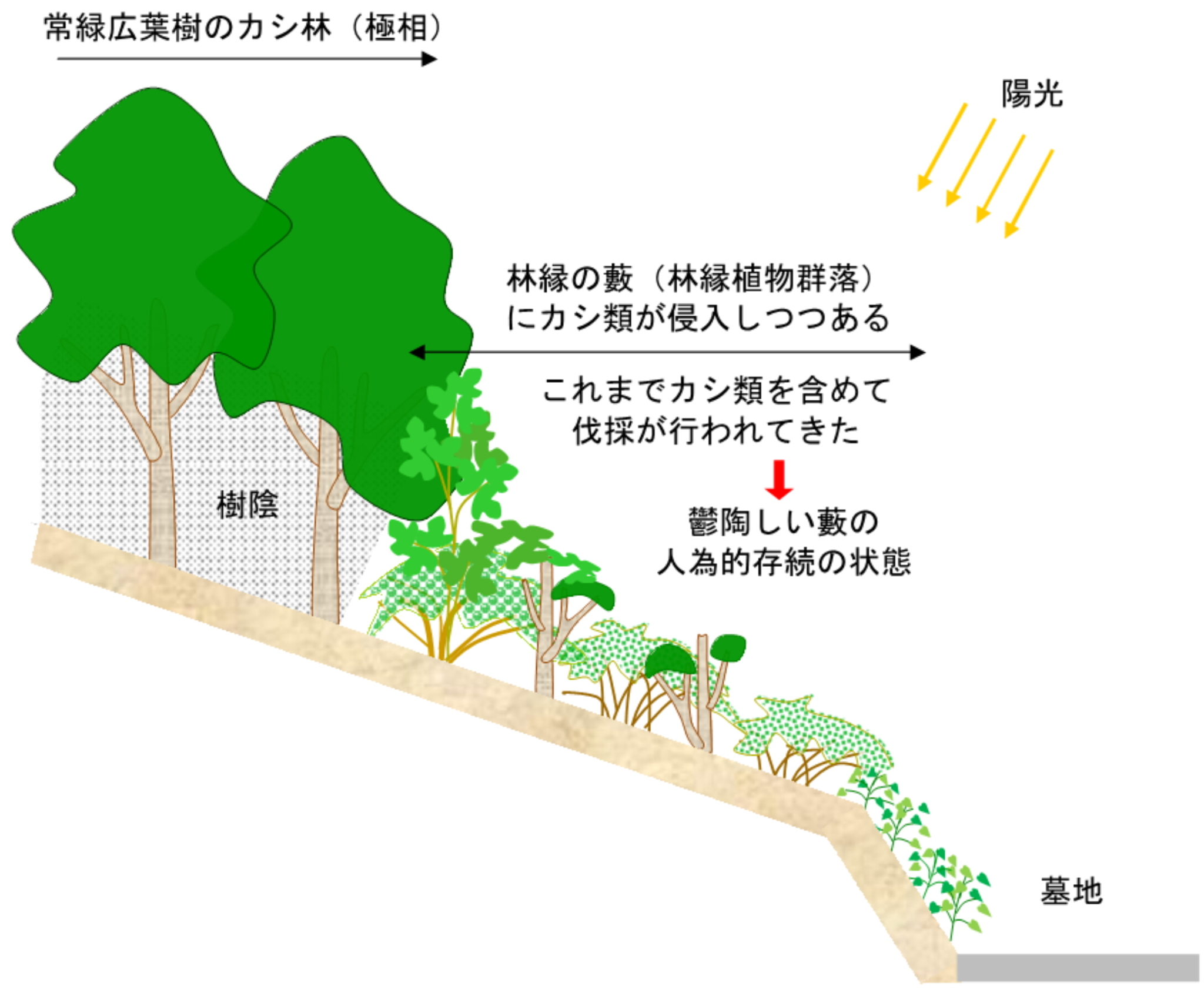 6-3. 里山の風景づくり －常緑樹を生かした林縁の藪の減退 – 実践 農山村の風景づくり